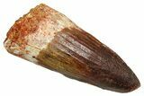 Fossil Spinosaurus Tooth - Feeding Worn Tooth #370697-1